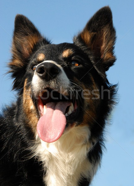 Border collie frumos familie lucru cap Imagine de stoc © cynoclub