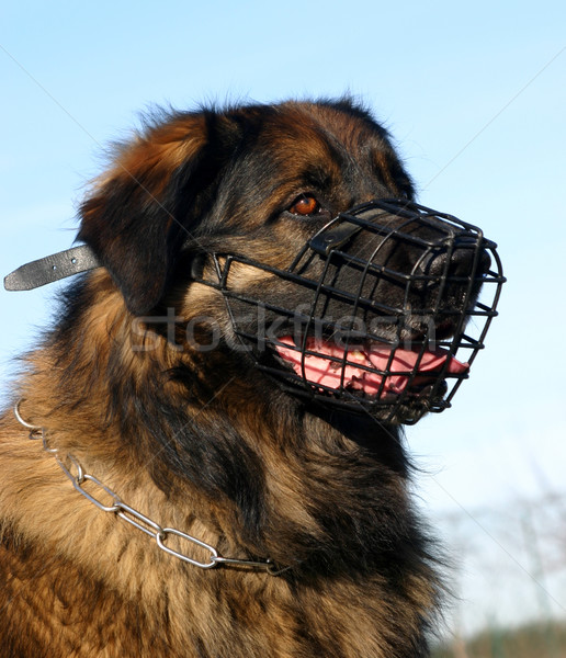 Stock foto: Maulkorb · Porträt · reinrassig · Hund · blau · Kopf