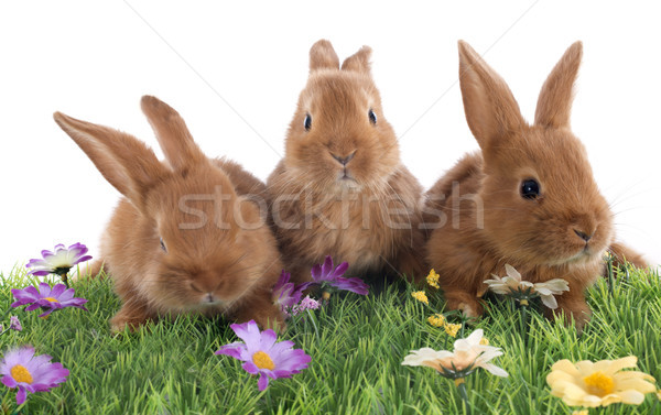 young rabbits Stock photo © cynoclub