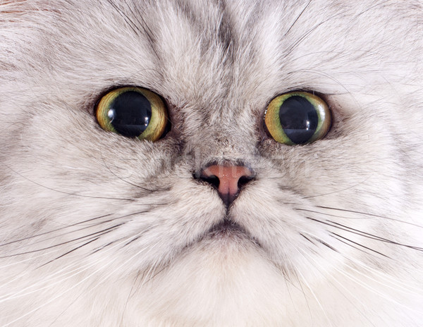 Testa gatto persiano bianco baby cat femminile Foto d'archivio © cynoclub