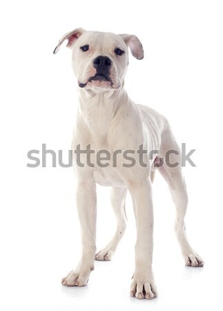 American bulldog bianco animale studio seduta bulldog Foto d'archivio © cynoclub
