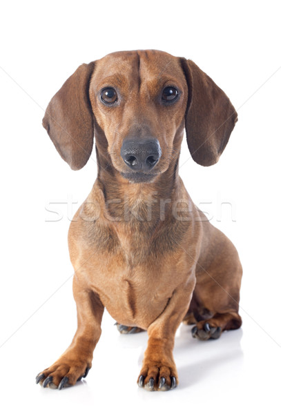 dachshund dog Stock photo © cynoclub