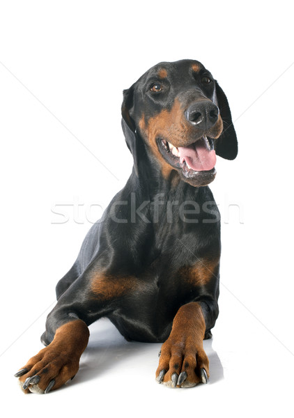Doberman kutya fekete állat izolált fehér háttér Stock fotó © cynoclub