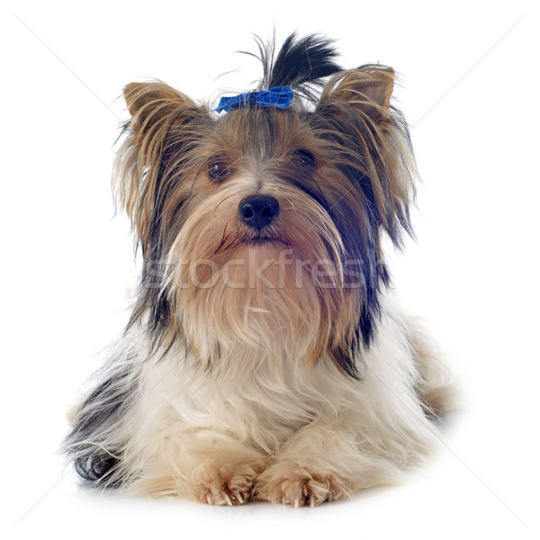 Yorkshire terrier branco cão cabelo estúdio Foto stock © cynoclub