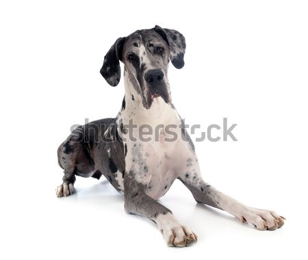 Weimaraner Stock photo © cynoclub