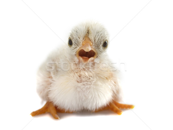 Foto d'archivio: Chick · bianco · giovani · animale · studio · pet