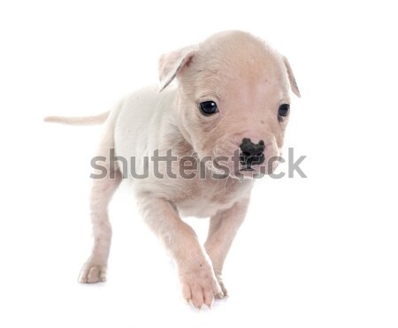 Kutyakölyök amerikai bulldog fehér kutya állat stúdió Stock fotó © cynoclub