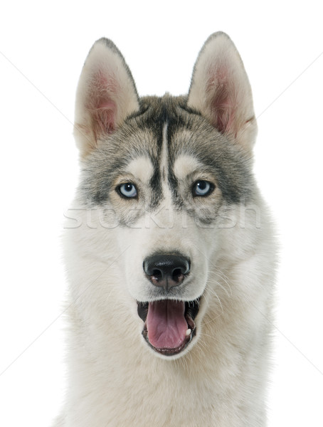 Gris Husky Blanche Chien Yeux Bleu Photo Stock