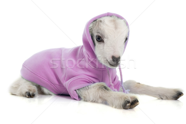 dressed young goat Stock photo © cynoclub