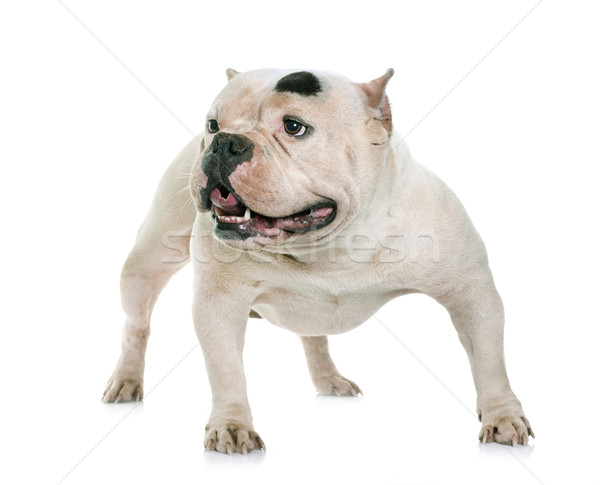 white american bully Stock photo © cynoclub