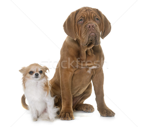 puppy Dogue de Bordeaux and chihuahua Stock photo © cynoclub