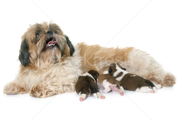 shih tzu dog and puppies Stock photo © cynoclub