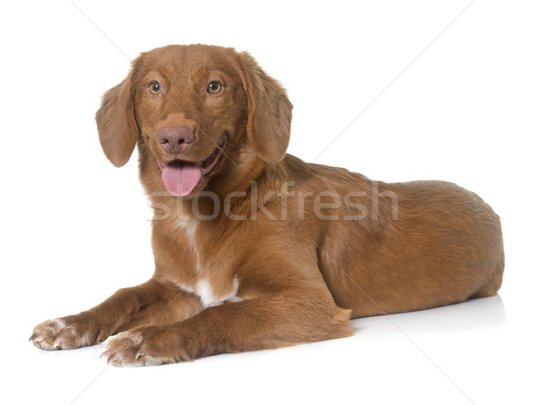 Nova Scotia Duck Tolling Retriever Stock photo © cynoclub