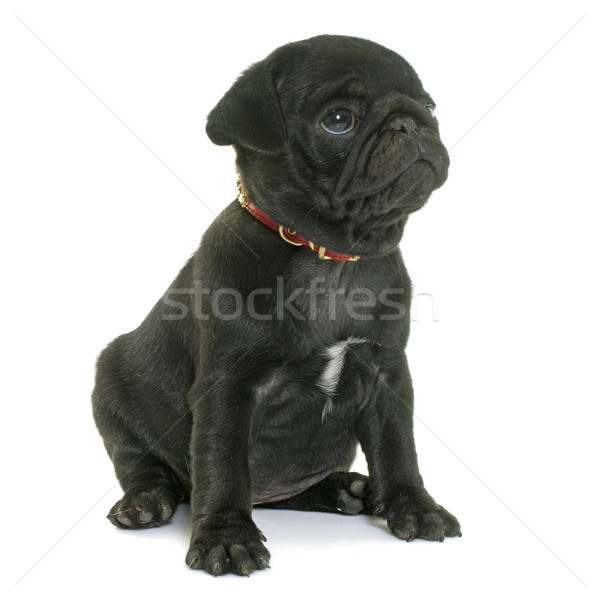 Căţeluş negru câine studio animale de companie Imagine de stoc © cynoclub
