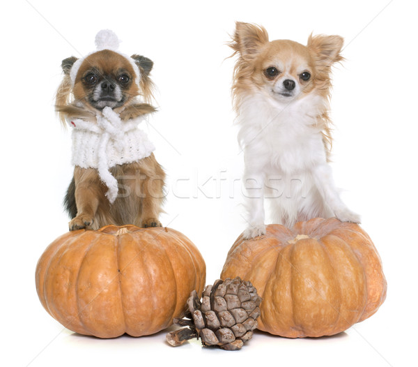 Stock photo: halloween pumpkin and chihuahuas