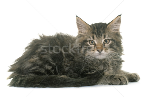 Stockfoto: Maine · kitten · witte · kat · studio