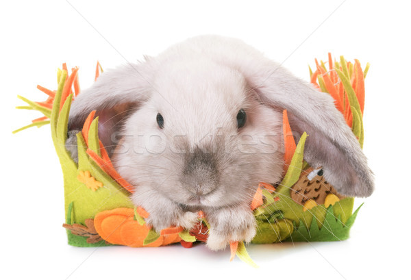 Mini studio królik bunny biały koszyka Zdjęcia stock © cynoclub