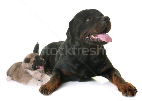 Stock photo: puppy american akita and rottweiler