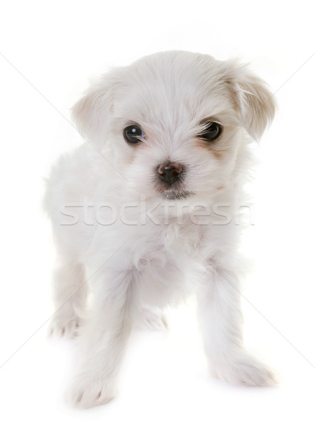 puppy maltese dog Stock photo © cynoclub