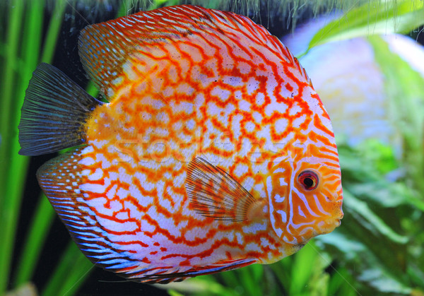 Foto stock: Disco · retrato · vermelho · tropical · peixe · aquário