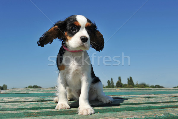 puppy cavalier king charles Stock photo © cynoclub