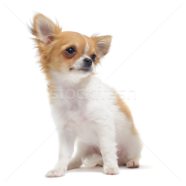 Stok fotoğraf: Köpek · yavrusu · portre · sevimli · genç · beyaz