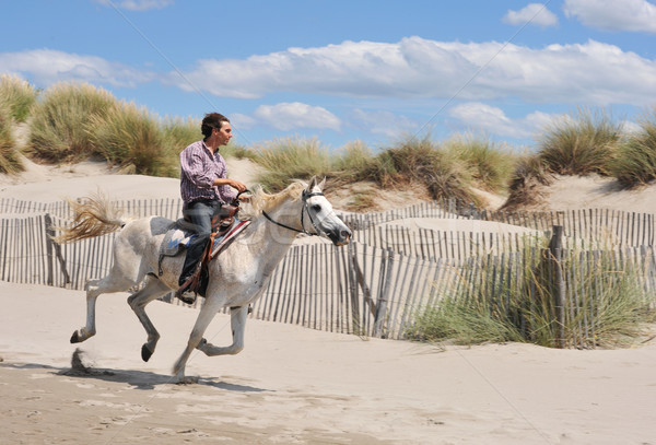 galloping horse Stock photo © cynoclub