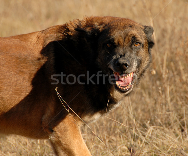 Veszélyes kutya agresszív fajtiszta belga juhászkutya táska Stock fotó © cynoclub