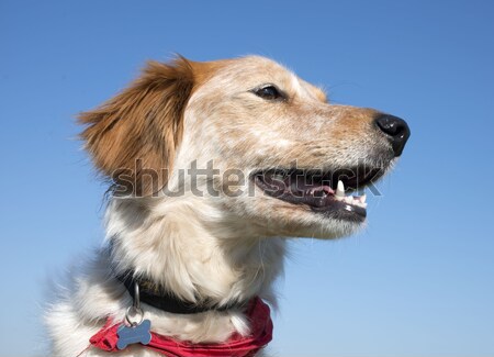 Golden Retriever Fotografii De Stoc Imagini De Stoc Si Vectori Pagina 2 Stockfresh