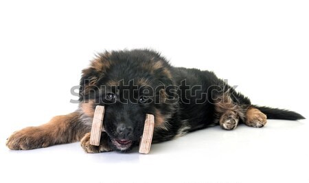 Chiot rottweiler portrait blanche noir [[stock_photo]] © cynoclub