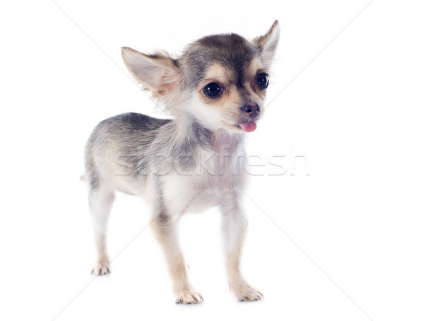 Foto stock: Cachorro · retrato · bonitinho · jovem · estúdio