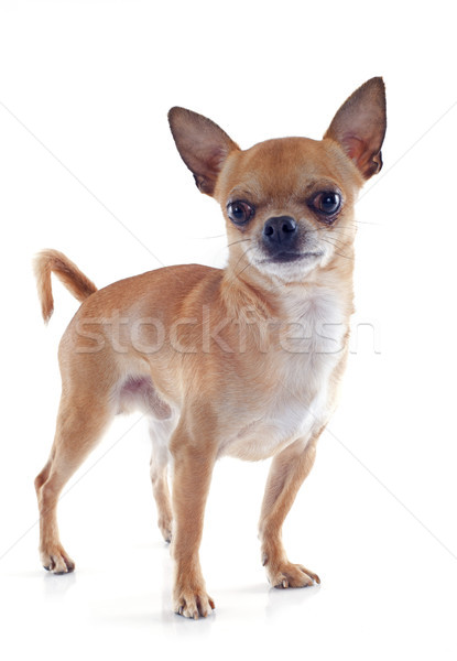 male chihuahua Stock photo © cynoclub