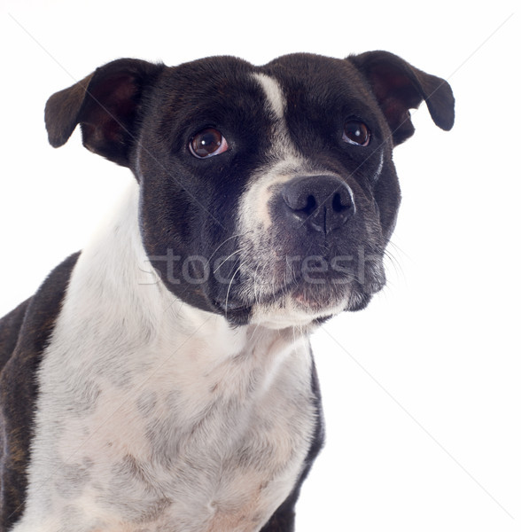 staffordshire bull terrier Stock photo © cynoclub