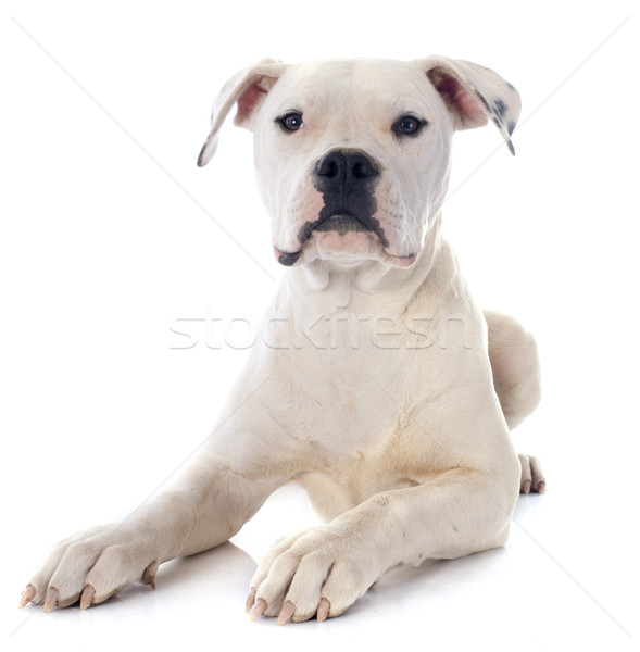 Cucciolo american bulldog bianco animale bulldog sfondo bianco Foto d'archivio © cynoclub