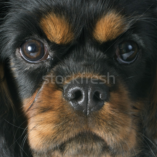 puppy cavalier king charles Stock photo © cynoclub