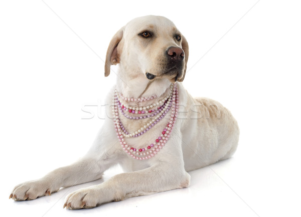 labrador retriever Stock photo © cynoclub