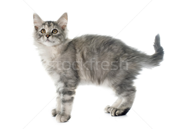 Stock fotó: Maine · kiscica · fehér · macska · állat · ezüst