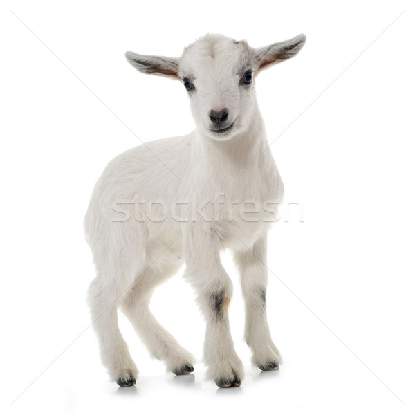 white young goat Stock photo © cynoclub
