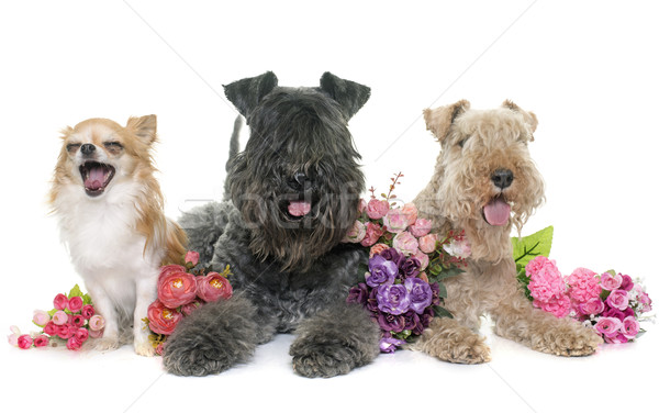 three dogs in studio Stock photo © cynoclub