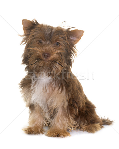 Foto stock: Chocolate · cachorro · yorkshire · terrier · blanco