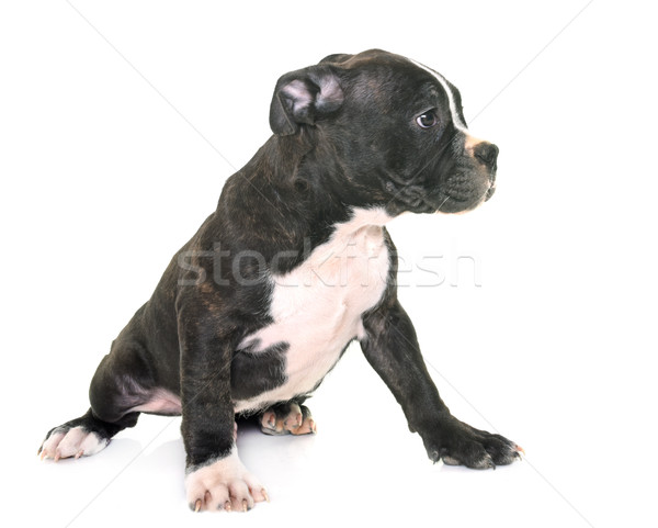 puppy american staffordshire terrier Stock photo © cynoclub
