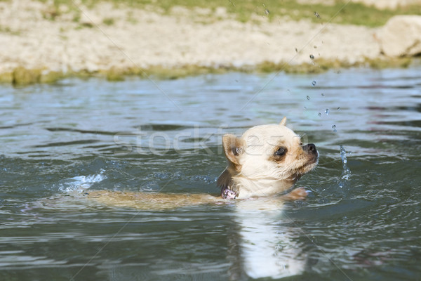 puppy chihuahua in the river Stock photo © cynoclub