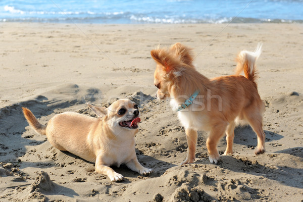 [[stock_photo]]: Plage · portrait · cute · eau · été