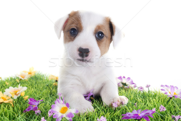 puppy jack russel terrier Stock photo © cynoclub