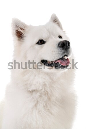 Swiss shepherd  Stock photo © cynoclub