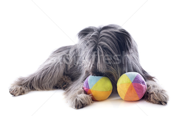 Foto stock: Juguetes · retrato · blanco · perro · pelota
