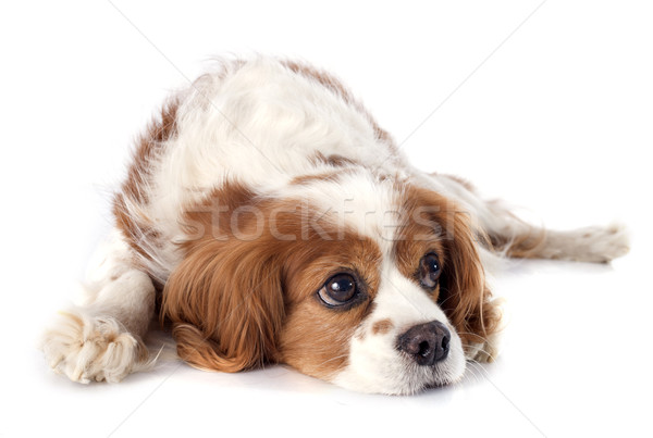 Koning hond jonge dier puppy slapen Stockfoto © cynoclub