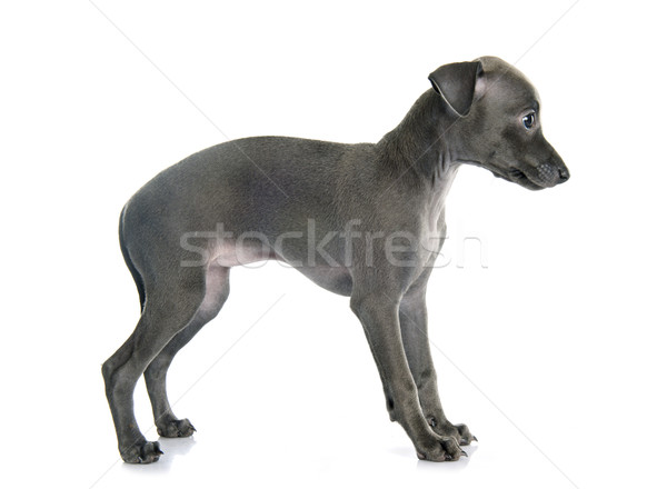 Cachorro italiano galgo branco azul triste Foto stock © cynoclub