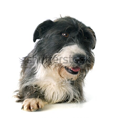 Stock photo: adult newfoundland dog