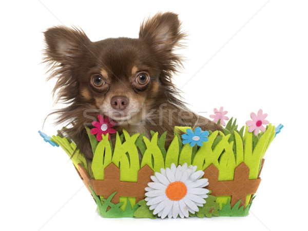young longhair chihuahua Stock photo © cynoclub